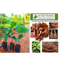 Mahogany (Sky Fruit/ Kadva Badam/ Sugar Badam) Tree seeds 350 grams